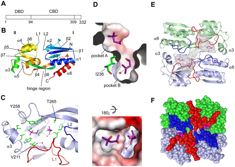 Crystal Structure of the PqsRCBD.(A) Diagrammatic representation of the linear PqsR protein showing the positions of the DNA-binding (DBD) and co-inducer-binding (CBD) domains; (B) Topology diagram of the PqsRCBD monomer consisting of two sub-domains and a hinge region; (C) PqsRCBD hydrophobic ligand-binding pocket with two bound MPD molecules shown as purple sticks; (D) Charged surface representation of the A and B pockets shown as two views related by a 180° rotation. Hydrogen bonds are shown as dotted lines and water molecules as red spheres; (E) The PqsRCBD dimer shown as a topology diagram with bound MPD molecules shown as sticks. Loops forming a lid are coloured red and blue. The Lys266 and Glu259 residues are shown as sticks with the salt bridge shown as a purple dotted line. The pocket shape is shown as a white mesh. (F) The PqsRCBD dimer shown as solid spheres with the same colour scheme.