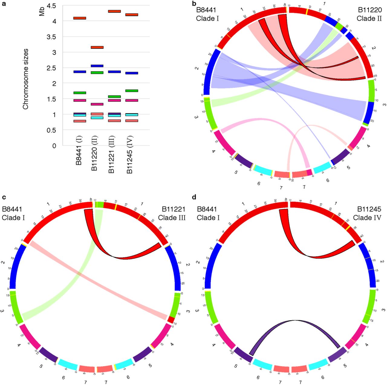 Karyotypic variation and chromosomal rearrangements in Candida auris.(a) Chromosome sizes are based on complete chromosome scale contigs. (b-d) Circos plots showing syntenic chromosomes by color and links for inversions (twisted filled links) and translocations (flat transparent links) using B8441 (Clade I) as reference compared to B11220 (Clade II; b), B11221 (Clade III; c), and B11245 (Clade IV; d). Scaffolds/contigs to chromosome mapping for these genome assemblies is included in Supplementary Table 4.