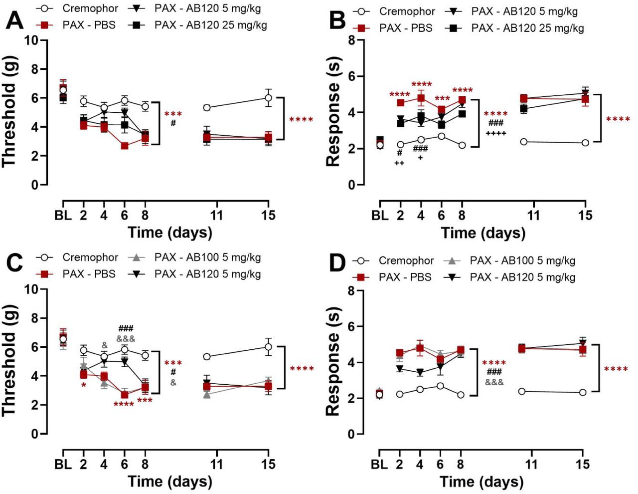 Prophylactic treatment with CB2-specific antibody agonist AB120 delays but does not prevent development of paclitaxel-induced mechanical and cold hypersensitivity in female mice. Repeated prophylactic dosing with AB120 (5 or 25 mg/kg, i.p.) suppressed the development of paclitaxel-induced (A) mechanical and (B) cold hypersensitivity. Inactive isotype control AB100 did not alter the development of paclitaxel-induced (C) mechanical and (D) cold hypersensitivity. Data show mean (± SEM) (n=6). Two-way ANOVA followed by Bonferroni’s post hoc test. Interaction between time points and treatment effect (A-B): ***P<0.001, ****P<0.0001 Cremophor vs. PAX-PBS; #P<0.05, ###P<0.001 PAX-PBS vs. PAX-AB120 5 mg/kg; ++P<0.05, ++P<0.01 PAX-PBS vs. AB120 25 mg/kg. Interaction between time and treatment (C-D): *P<0.05, ***P<0.001, ****P<0.0001 Cremophor vs. PAX-PBS; ###P<0.001 PAX-PBS vs. PAX-AB120 5 mg/kg; &P<0.05, &&&P<0.001 PAX-AB100 5 mg/kg vs. PAX-AB120 5 mg/kg. Brackets (main treatment effect): **P<0.01,***P<0.001, ****P<0.0001 Cremophor vs. PAX-treated groups; Panels A-B: #P<0.05, ####P<0.0001 PAX-PBS vs. PAX-AB120 5 mg/kg; ++++P<0.0001 PAX-PBS vs. PAX-AB120 25 mg/kg; Panels C-D: #P<0.05, ###P<0.001 PAX-PBS vs. PAX-AB120; &P<0.05, &&&P <0.001 PAX-AB100 vs. PAX-AB120.