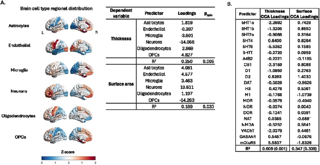 Cellular and neuroreceptor correlates of structural deviations in PCS.(A) Brain cell-type regional distributions illustrating Z-scores for astrocytes, endothelial cells, microglia, neurons, oligodendrocytes, and oligodendrocyte precursor cells (OPCs). The accompanying table summarizes canonical correlation analysis (CCA) loadings and permutation-based spin-test p-values (pspin), indicating significant associations between specific cell types and regional alterations in cortical thickness and surface area. (B) Canonical correlation analysis loadings for neuroreceptor densities predicting cortical thickness and surface area alterations. Predictors include serotonergic (5HT receptors), cannabinoid (CB1), dopaminergic (D1, D2, DAT), histaminergic (H3), cholinergic (M1, VAChT), glutamatergic (NMDA, mGluR5), opioid (MOR, NOR, DOR), noradrenergic (NAT), amyloid-beta (A4B2), and GABAergic (GABAAR) systems. The table also reports R² values with corresponding permutation-based significance (p-values in parentheses), highlighting stronger associations for thickness compared to surface area.