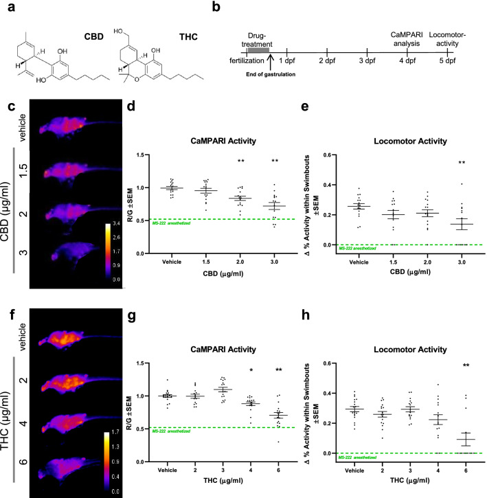 Early application of CBD and THC reduce subsequent neural activity and locomotor activity. (a) The chemical structures of key cannabinoids used in this study: CBD and THC. (b), Timeline of experimental set up where zebrafish embryos were treated with drugs between 0.5 and 1 h post-fertilization (hpf) and washed out at 10 hpf towards the end of gastrulation. CaMPARI imaging was obtained at 4 days post-fertilization (dpf) and locomotor activity was tracked at 5 dpf. (c) and (f), Representative CaMPARI activity maps obtained from treated larvae and corresponding quantification and statistics shown in (d) and (g), respectively. (e) and (h), Locomotor activity of the same larvae. (c) CBD reduces neural activity and locomotor activity as shown in (d) and (e). (f) THC requires a higher does than CBD to reduce neural activity and locomotor activity as shown in (g) and (h). CaMPARI activity heat maps show ratio of R/G channels as indicated by the calibration bar, with higher ratios (hotter colours) representing greater neural activity. Green-dashed lines depict mean baseline (zero) value for MS-222 anesthetized samples (From Fig. 1). Biological replicates are n = 8–19. *is p < 0.05; **p < 0.01 compared to the vehicle control (0.3% MeOH in experiments with CBD and 0.6% MeOH for THC).