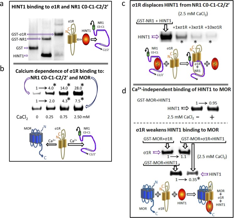 HINT1 and σ1R binding to the MOR and NMDAR NR1 subunit C-terminal sequence C0-C1-C2a. In vitro HINT1 binding to σ1R and NR1 subunits. Because HINT1 forms homodimers, the protomer was used at 200 nM, whereas the GST-σ1R and GST-NR1 C0-C1-C2 peptides were used at 100 nM (GST alone did not bind to the HINT1 protein: lane 1, negative control). Glutathione Sepharose 4B captured the GST fusion protein, and the pellets were then washed, solubilized in 2x Laemmli buffer and resolved by SDS-PAGE. The presence of HINT1 and GST was analyzed sequentially in Western blots (WB). b. Effect of calcium on the association of σ1R with NR1 subunits and MORs. The recombinant proteins were used at 100 nM. The assay was performed in the presence of increasing amounts of calcium chloride (0, 0.25, 0.75, or 2.5 mM). Bait proteins (GST-NR1 C0-C1-C2 and GST-MOR) were immobilized by covalent attachment to NHS-activated Sepharose. Prey protein (σ1R) alone did not bind to either the NHS-Sepharose or the recombinant GST (negative controls). The pellets obtained were processed as described. *Significantly different from the immuno-signals of the 0 mM CaCl2 group assigned an arbitrary value of 1; ANOVA, total DF = 15, followed by Dunnett multiple comparisons vs control group, p < 0.05. c. The σ1R displaces HINT1 from its binding to NR1 subunits. Competition experiments were conducted to study the possible interference between HINT1 and σ1R in their binding to the NR1 C-terminal sequence C0-C1-C2. The HINT1 protein (200 nM) was incubated with agarose-NR1 C0-C1-C2 for 40 min at RT in 150 μL of Tris-HCl 50 mM, pH 7.5, 2.5 mM CaCl2, and 0.2% CHAPS (TCaCh). After removal of free HINT1, increasing amounts of σ1R (100 nM, 300 nM, or 1 μM) were added. *Significantly different, ANOVA (total DF = 11), Dunnett multiple comparisons vs control group (no σ1R), p < 0.05. (d) The σ1R reduces HINT1 binding to the MOR. Upper panel, HINT1 binds to the MOR in a calcium-independent manner: t test (DF = 4) p > 0.05. Agarose-MOR was incubated with HINT1 (200 nM) in the presence or absence of 2.5 mM CaCl2 (30 min, RT). Lower panel, whilst HINT1 does not alter σ1R binding to the MOR [paired t test (DF = 4) p > 0.05], the σ1R reduces the HINT1-MOR association: *Significantly different, paired t test (DF = 4), p < 0.05. Agarose-MOR carrying associated HINT1 was incubated with TCaCh buffer in the absence or presence of 300 nM σ1R. Agarose was recovered and washed before the analysis of the MOR-bound HINT1/σ1R through SDS-PAGE and WB.