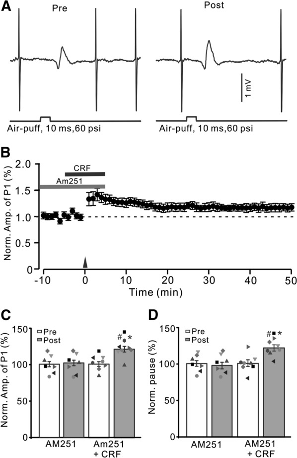 Blockade of CB1 receptor, CRF triggers MLI-PC LTP. A Upper: Representative cell-attached recording traces showing air-puff stimulation (10 ms, 60 psi; arrows)-evoked responses in a cerebellar PC before (Pre) and after (post) delivering 1 Hz (240 pulses) stimulation in the presence of a mixture of AM251(5 µM)and CRF (100 nM). B Summary of data showing the time course of normalized P1 amplitude before and after delivery of 1 Hz facial stimulation (arrow head) in the presence of AM-251 and CRF. C Bar graph with individual data showing the normalized amplitude of P1 before (Pre), after (Post) delivery of 1 Hz stimulation. D Mean (± S.E.M.) with individual data showing the normalized pause of simple spike firing before (Pre), after (Post) delivery of 1 Hz stimulation. #P < 0.05 versus baseline (Pre) of AM251 + CRF; *P < 0.05 versus post of AM251. n = 8 mice in each group