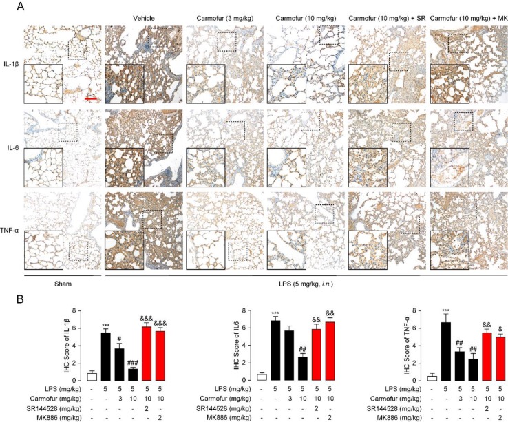 Carmofur reduced LPS-induced protein overexpression of inflammatory factors in lungs. (A) Representative immunohistochemical analyses of IL-1β, IL-6, and TNF-α in lung sections of sham mice, and ALI mice treated with vehicle (5% PEG/5% Tween-80 in saline, orally), carmofur (3 and 10 mg/kg, orally), SR144528 (2 mg/kg, i.p.), and MK886 (2 mg/kg, i.p.) sacrificed 3 days after LPS instillation. The images represent at least 75% of whole sections. Original magnification × 40; insets, × 100; scale bar, 250 µm. (B) Semiquantitative analysis of the immunohistochemical IL-1β, IL-6, and TNF-α expression. Results are expressed as mean ± SEM (n = 8 mice per group). ***P < 0.001 vs. sham. # P < 0.05; ## P < 0.01; ### P < 0.001 vs. LPS + vehicle. & P < 0.05; && P < 0.01; &&& P < 0.001 vs. LPS + carmofur (10 µM) by one-way ANOVA test.