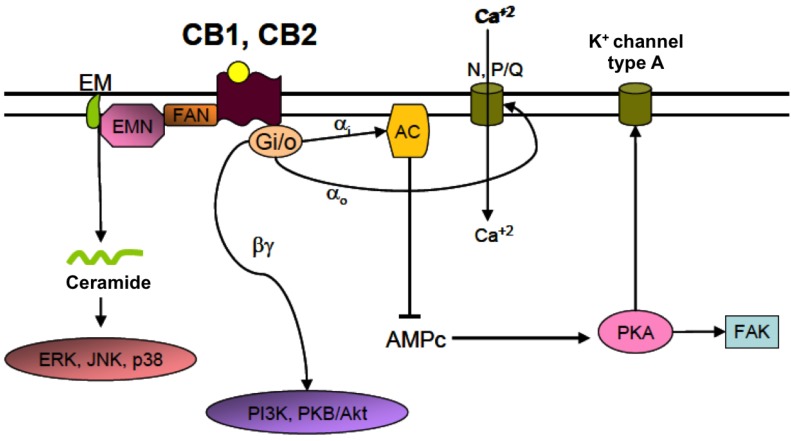 Main signaling pathways activated by cannabinoid receptors. The canonical signaling pathway initiated by the binding of a cannabinoid to CBRs involves the coupling of the receptor to Gi/0 proteins. αi subunits can inhibit the activity of adenylyl cyclase (AC) and the synthesis of cAMP. This results in a decreased activation of PKA and an increased activation of potassium channels type A, which leads to membrane hyperpolarization. α0 subunits can in turn inhibit voltage dependent Ca2+ channels contributing to the inhibition of membrane depolarization. βγ subunits interact with other intracellular pathways related to PI3K or PKB/Akt. CBRs are also coupled to neutral sphingomyelinase (EMN), an enzyme that mediates the generation of ceramide from sphingomyelin (EM) in the plasma membrane. Ceramide acts as an intracellular signaling molecule than can activate several transcription factors including ERK, JNK and p38, and is involved, among other functions, on the control of cell fate and survival. AC: adenylyl cyclase; FAN: factor associated with neutral sphingomyelinase activation; N, P/Q: voltage-dependent calcium channels type N, P/Q; PKA: protein kinase A; PKB/Akt: protein kinase B; ERK: extracellular signal-regulated kinase; JNK: c-Jun N-terminal kinase; FAK: focal adhesion kinase; PI3K: phosphoinositide-3 kinase.