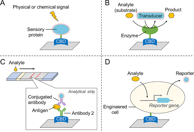 Applications of CBDs in cellulose-based detections. (A) Immobilization of sensory proteins (e.g., fluorescent proteins) on cellulosic materials; (B) Immobilization of enzymes; (C) immobilization of antibodies in lateral flow assay; (D) immobilization of whole-cell biosensors
