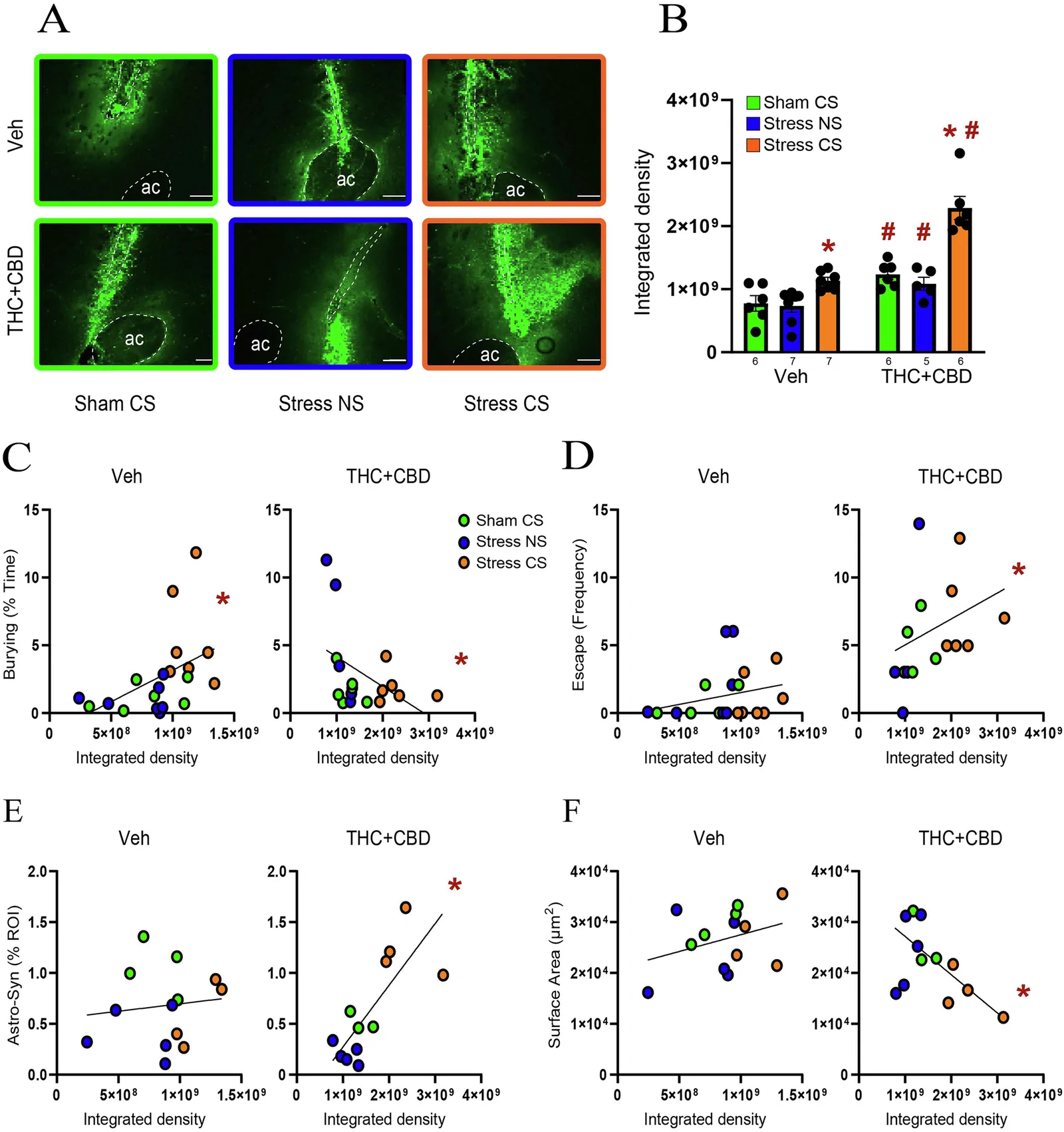 THC+CBD use potentiated the MMP-2,9 activity induced by the stress-CS in males.A Representative micrograph of in vivo zymography assay from each treatment group. The dashed line delineates the anterior commissure (ac) and the injection track that were masked for quantification. Scale bar = 200 µm. B THC + CBD abstinence increased MMP-2,9 activity across all stress conditions (drug: F1,31 = 54.84, p < 0.0001, ƞ2 = 0.33). Stress-CS increased the MMP-2,9 activity in NAcore of both vehicle- and THC + CBD-trained rats (stress: F2,31 = 33.03, p < 0.0001, ƞ2 = 0.39), but THC + CBD use exacerbated the MMP-2,9 activity (interaction: F2,31 = 7.686, p = 0.0019, ƞ2 = 0.09). Data are shown as mean ± SEM. * p < 0.05, compared to Sham-CS within each drug group; # p < 0.05 comparing THC + CBD to vehicle within each stress/sham group, using a Tukey post hoc. C THC + CBD shifted a positive correlation between burying and MMP-2,9 activity (left; Pearson r = 0.485, p = 0.03) into a negative correlation (right; Pearson r = −0.456, *p = 0.03). D MMP-2,9 activity positively correlated with escape behavior in THC + CBD-trained rats (Spearman r = 0.54, *p = 0.027). E MMP-2,9 activity positively correlated with astrocyte-Synapsin-I colocalization (Pearson r = 0.75, *p = 0.0049), and F) negatively correlated with astroglia surface area following THC + CBD use (Pearson r = −0.547, *p = 0.033).