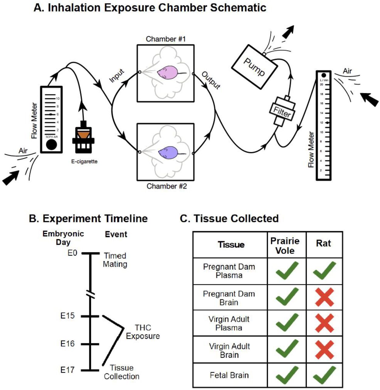 A) Schematic of apparatus. Atmospheric air is continuously pulled through the apparatus via a pump on the right side of the schematic. Air flow through the system is regulated by two flow meters, and an attached computer controls the heating of the e-cigarette and the delivery schedule of the vapor. At programmed intervals the e-cigarette releases puffs of PG or THC vapor which fills the sealed exposure chambers. Vapor output flows through a filter and is exhausted through an HVAC filtration system. B) Depicts the timeline of the experiment, including the timed mating of animals and the exposure period from embryonic day 15 (E15) to E17. Tissue collection was conducted on E17, immediately following the exposure period. C) Summarizes endpoints collected for each species.