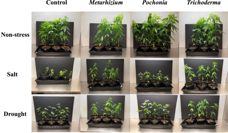 Impact of endophytic fungi on the growth of hemp under non-stress, salt, and drought stress conditions.Control refers to plants grown without endophytic fungi. Plants were grown for 42 days (6 days from seeds to seedlings and 36 days in greenhouse).