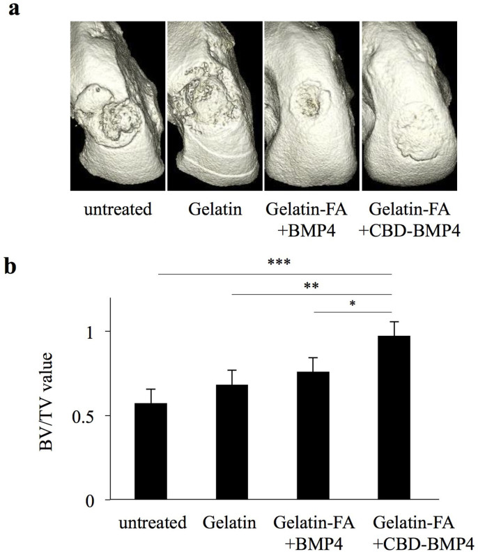Micro-computed tomography (CT) analysis at 12 weeks after BMP4 or CBD-BMP4 implantation.(a) Representative three-dimensional-CT images from each group (five femurs each). (b) Bone growth was assessed by bone volume (BV) per tissue volume (TV). *P < 0.05, **P < 0.01, ***P < 0.001 (five femurs each).