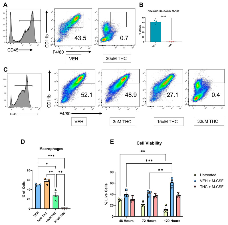 In vitro differentiation of BMDCs into macrophages. (A) Representative flow cytometry pseudocolor plots for BMDCs following culture with M-CSF and the addition of LPS at 96 h. CD45+ gated cells were further analyzed for the expression of CD11b + F4/80+ cells, the percentage of which is shown in each histogram. Unpaired t-test was performed between the two groups. (B) Graphical representation of the percentages of macrophages in vehicle and THC-treated groups at 120 h by flow cytometry. (C) Representative flow cytometry pseudocolor plot for CD45 + CD11b + F4/80+ macrophages cultured with different concentrations of THC. (D) Graphical representation of the percentages of macrophages in THC dose-dependent response assay. (E) Cell viability as measured by cell counter at 48, 72, and 120 h. Two-way ANOVA was performed. (A–E) n = 3, levels of statistical significance were assigned according to the following cutoffs: * p < 0.05, ** p < 0.01, *** p < 0.001, and **** p < 0.0001.