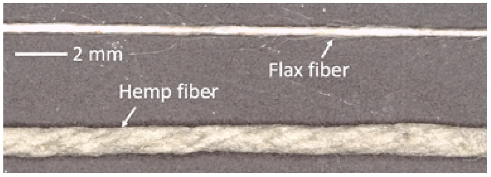 Continuous natural fiber used in this study (hemp and flax).