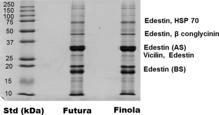 SDS-PAGE profile of hemp seed proteins. Resolved proteins were detected by Colloidal Coomassie staining and identified by MS/MS analysis.