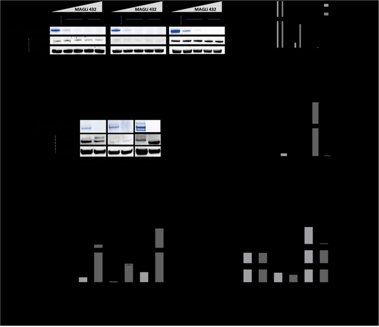 MAGLi 432 inhibits MAGL activity and robustly enhances 2-AG levels in human NVU cells.(A) Dose-dependent inhibition of active MAGL by MAGLi 432 in human BMECs (hCMEC/D3), astrocytes (pHA) and pericytes (pHP) in vitro assessed by ABPP and western blot applied to cell lysates 6 h after exposure to ascending doses of MAGLi 432 (10 nM, 100 nM, 1 μM and 10 μM) or DMSO. (B) The average signal intensities of MAGL activity and total protein were quantified as the total detectable active MAGL signal (ABPP) divided by the total MAGL/β-actin signal, with the highest signal normalized to 100%. (C-D) Assessment of a functional blockade of MAGL by MAGLi 432 in BMECs, astrocytes and pericytes in vitro by ABPP and western blot applied to cell lysates 6 h after exposure to DMSO or 1 μM MAGLi 432. The average signal intensities of MAGL activity and total protein were quantified as the total detectable active MAGL signal (ABPP) divided by the total MAGL/β-actin signal. (E,F) LC-MS measurement of 2-AG (C) and arachidonic acid (AA) (D) levels in cell lysates after treatment for 6 h (DMSO or 1μM MAGLi 432). Data are means ± SD, one-way ANOVA (ns = not significant, *p < 0.05, **p < 0.01, ***p < 0.001, ****p < 0.0001).