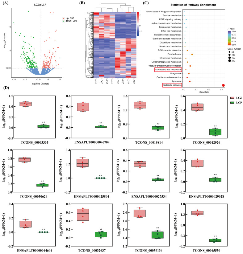 Differentially expressed lncRNA analysis between mouth skin and skin of Liancheng white ducks. LCZ represents mouth skin, and LCP represents skin. Four pooled biological replicates were included in each group (n = 4). (A) Volcano plot of DElncRNAs between LCZ and LCP. Red dots indicate upregulated lncRNAs, green dots indicate downregulated lncRNAs, and blue dots indicate lncRNAs without significant differential expression. The X-axis indicates log2 (Fold Change), and the Y-axis indicates −log10 (p-value). The horizontal dashed line indicates the significance threshold of p-value = 0.05, and the vertical dashed line indicates log2 (Fold Change) = 0. (B) Hierarchical clustering heatmap of DElncRNAs. Rows represent lncRNAs, and columns represent individual samples. Red indicates relatively high expression levels, whereas blue indicates relatively low expression levels. (C) KEGG pathway enrichment analysis of the predicted target genes of DElncRNAs. The X-axis represents the GeneRatio, calculated as the number of target genes enriched in a specific pathway divided by the total number of target genes. Dot size indicates the number of enriched genes, and dot color indicates the enrichment p-value. Red boxes highlight pigmentation-related pathways. (D) Expression levels of representative DElncRNAs in LCZ and LCP. The Y-axis represents log10 (FPKM + 1). Horizontal lines represent the median and the small triangular or square symbols represent biological replicates. ** indicates p < 0.01.