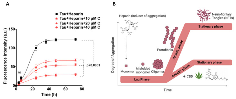 Aggregation kinetics of heparin-induced tau protein in the absence and presence of CBD. (A) ThT fluorescence assay to evaluate the kinetics of tau protein aggregation in the absence and presence of 10, 20 and 40 μM CBD after pre-induction with heparin. The aggregation kinetics of tau is plotted as fluorescence intensity of tau protein (a.u.) vs. time (h). The best-fitting curves for aggregation kinetics of tau follow a sigmoidal profile and a reduced rate appears in the presence of 10, 20, and 40 µM CBD. In addition, the kinetic changes of aggregation of tau alone were measured as zero constantly over time, so this result is not added in the kinetics plot. (B) Schematic representation of the three phases in the tau protein aggregation including lag phase, growth phase, and steady phase using the heparin inducer in the presence and absence of CBD. All data points are given as mean ± SD of three independent experiments (n = 3). P-value < 0.0001 is considered as statistically significant as determined by one-way ANOVA (Dunnet test) for the comparison between each data point vs. tau + heparin.