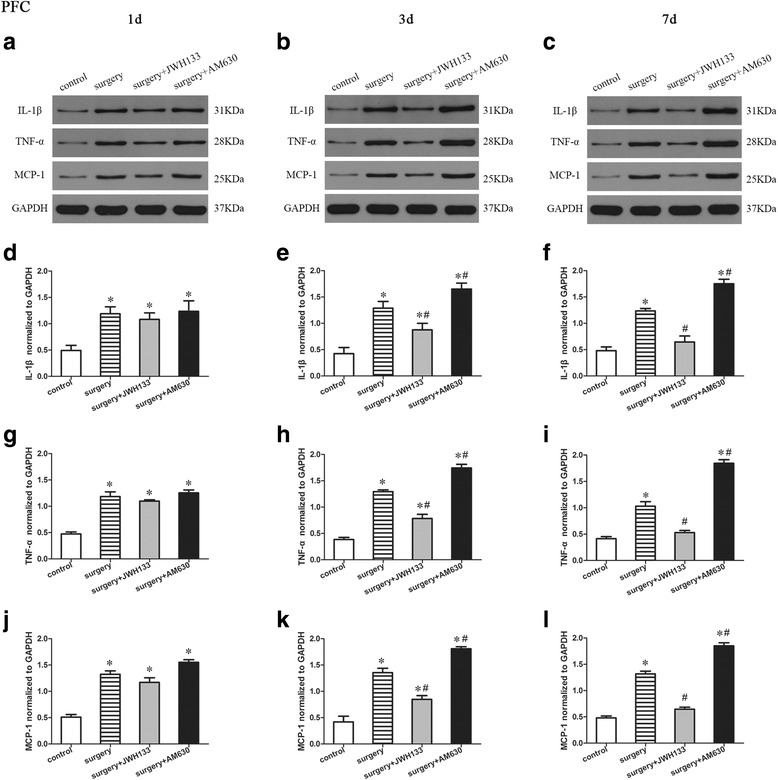 Surgery resulted in an increased expression of proinflammatory factors in the prefrontal cortex. JWH133 treatment alleviated the surgery-induced upregulation of proinflammatory factors in the prefrontal cortex, while AM630 aggravated it. Representative Western blotting bands show the expression of IL-1β, TNF-α, and MCP-1 in the prefrontal cortex 1, 3, and 7 days after surgery (a–c). Expression levels of IL-1β, TNF-α, and MCP-1 were normalized to that of GAPDH as an internal control (d–l). The data are plotted as the mean ± standard error of the mean for each group (n = 3 per group). *p < 0.05 versus the control group, # p < 0.05 versus the surgery group