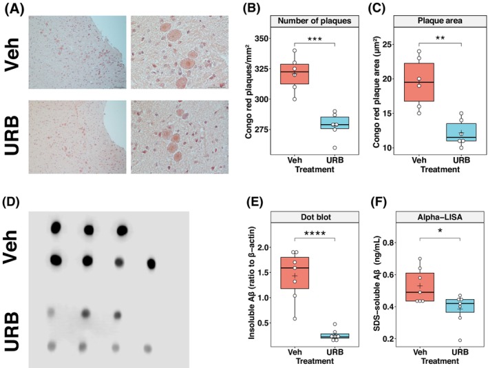 Effects of chronic intranasal URB597 delivery on amyloid plaque burden in Tg2576 mice. (A) Representative Congo red staining of sagittal sections from the midbrain region of 11‐month‐old Tg2576 mice. Animals treated for 5 months with vehicle (Veh) and URB597 (URB) are compared (n = 6 mice for each group). Analysis was performed by considering 10× (number, left panels) and 40× (area, right panels) magnification fields. Scale bar: 100 μm. Boxplots showing analysis of the density (B) and area of the Congo red‐positive plaques (C). (D) Dot blotting of 4G8‐immunoreactive Aβ peptides in SDS‐insoluble hippocampal extracts obtained from Veh‐treated and URB‐treated Tg2576 mice (50 μg of total extracted brain protein per dot, n = 7 mice for each group). (E) Boxplots showing results of densitometric analysis of the amounts of insoluble Aβ peptides normalized to β‐Actin. (F) Boxplots showing analyses of sodium dodecyl sulfate (SDS)‐soluble Aβ42 levels in the hippocampal homogenates of the Tg2576 mice treated or not with URB using commercially available ALPHA‐LISA. The central line in each boxplot corresponds to the median (quartile 2, Q2), the plus symbol denotes the mean, and the box edges represent the 25th (Q1) and 75th (Q3) percentiles. Whiskers extend to the most extreme data points within 1.5 times the interquartile range from the box. Asterisks represent statistical differences between groups calculated using an unpaired t‐test (*P < 0.05, **P < 0.01, ***P < 0.001, ****P < 0.0001).