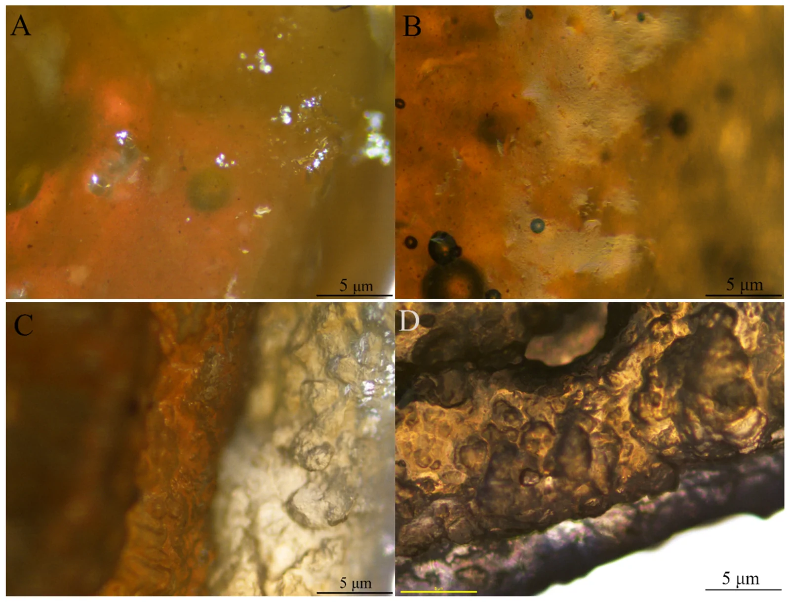 Visual analysis of the surface structure and texture via optical microscope at 4× magnification: experimental group gelatine–pectin printlet surface texture (A,B) and the layered structure (C,D).