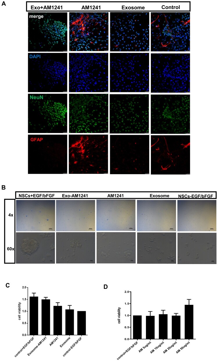 hUC-MSC derived exosomes loaded AM1241 promote NSCs proliferation and differentiation absence of growth factor (A) Differentiation of NSCs at 24 h: Immunostaining by NeuN and GFAP. (B) NSCs Morphology structure by normal microscopy (C) Exo + AM1241 helps the proliferation of NSCs without EGF/bFGF. (D) different concentrations of AM1241toxicity effect on NSC viability.