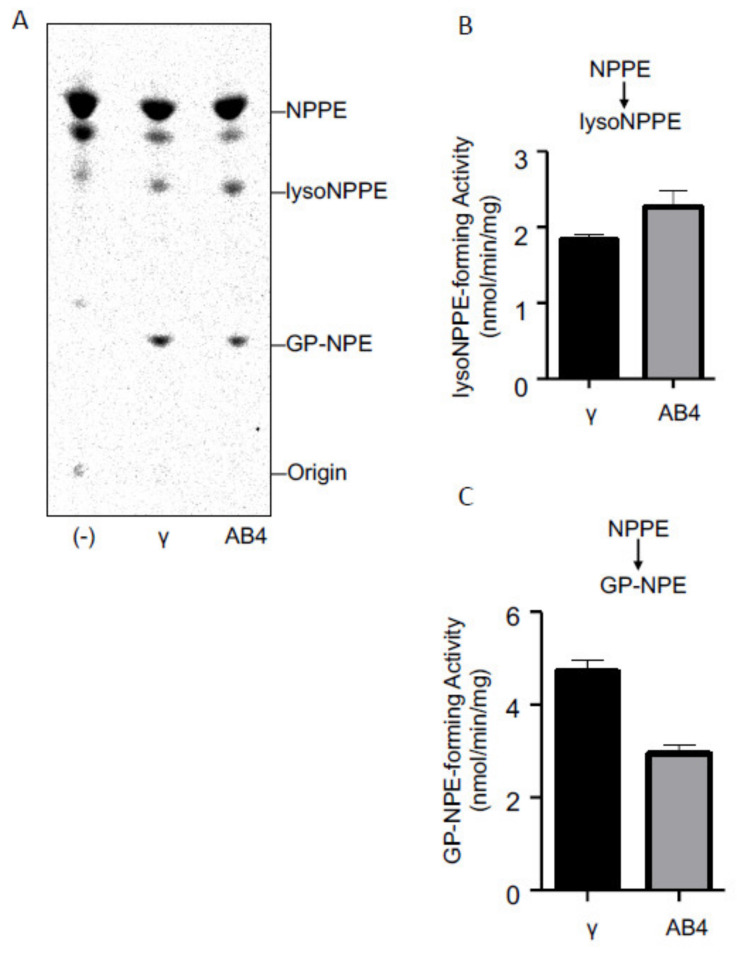 Reactivity of cPLA2γ and ABHD4 with NAPE. The purified cPLA2γ and ABHD4 (AB4) as well as buffer alone (-) were allowed to react with N-[14C]palmitoyl-PE (NPPE), and the products were analyzed by TLC (A). The positions of the origin and authentic compounds are shown. The N-[14C]palmitoyl-lysoPE (lysoNPPE)-forming activity (B) and GP-N-[14C]palmitoylethanolamine (GP-NPE)-forming activity (C) are shown (mean values ± S.D., n = 3).