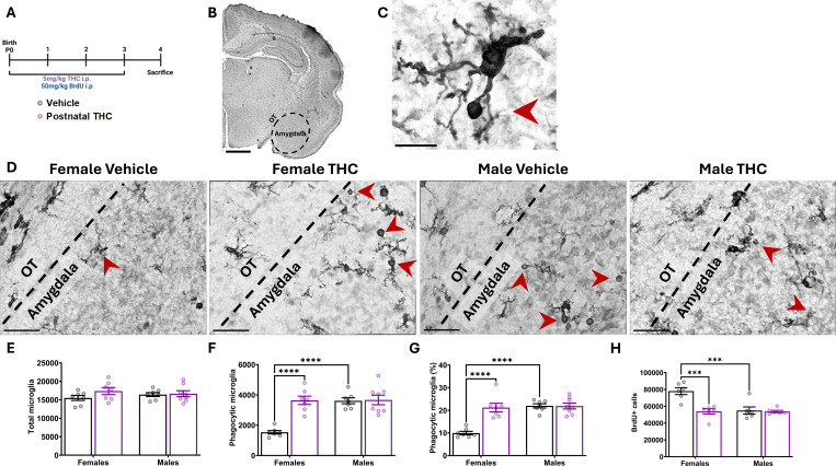 Postnatal exposure to THC alters microglial phagocytosis and newborn cell number in the developing amygdalaBars represent the mean ± SEM, open circles represent individual data points for each animal.A. Schematic showing treatment paradigm, timeline, and legend for E-H.B. 4x Nissl and Iba1 stained coronal section of the P4 brain with dashed black line that indicates the boundaries of the developing amygdala used for analysis. Optic tract (OT) and amygdala denoted as landmarks for regions of analysis. Scale bar represents 1000um.C. 100x Nissl and Iba1 stained microglia denoting morphology of phagocytic cup (red arrow) used for quantification. Scale bar represents 15um.D. Representative 100x images of Nissl and Iba1 labeling from P4 developing amygdala. Black dashed line denotes boundary between amygdala and OT as landmark. Red arrowheads indicate phagocytic microglia. Scale bars represents 40 μm.E. Quantification of the total number of all microglia. Two-way ANOVA showed no interaction or main effects of sex or treatment. n=7–8 rats per sex per treatment.F. Quantification of the number of phagocytic microglia. Two-way ANOVA showed sex x treatment interaction (F (1, 25) = 17.42; P=0.0003). Bonferroni post hoc comparison between groups. n=7–8 rats per sex per treatment. ****P < 0.0001G. Quantification of the percentage of microglia that are phagocytic. Two-way ANOVA showed sex x treatment interaction (F (1, 25) = 19.37; P=0.0002). Bonferroni post hoc comparison between groups. n=7–8 rats per sex per treatment. ****P < 0.0001H. Quantification of the total number of BrdU+ cells in the developing amygdala. Two-way ANOVA showed sex x treatment interaction (F (1, 20) = 11.30; P=0.0031). Bonferroni post hoc comparison between groups. n=7–8 rats per sex per treatment. ***P < 0.001