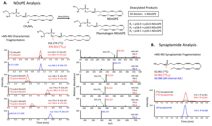 Quantitative analysis of NDoPE and synaptamide by LC–MS/MS. (A) Conversion of diverse NDoPE molecular species to four NDoPE-derived species including N-docosahexaenoyl-glycerylphosphatidylethanolamine (NDoGPE), 1-p16:0-, 1-p18:0, and 1-p18:1-NDoGPE by methylamine-mediated deacylation, simplifying mass spectrometric analysis on the basis of the characteristic fragments at m/z 354.279 and m/z 376.353 formed in the positive ion MS/MS mode (top), and representative ion chromatograms of deacylated NDoPE derived from Neuro2A cells treated with 8 μM [13C]DHA and 2 μM fatty acid amide hydrolase (FAAH) inhibitor for 8 h (bottom). The black and red traces correspond to the NDoPE classes derived from endogenous sources and exogenously added [13C]DHA, respectively. Blue traces are MS/MS signals for N-17:1-GPE and 1-p18:0-N-17:1-GPE derived from internal standards (15:0,d7-18:1-N-17:1-PE and p18:0,20:4-N-17:1-PE, respectively). (B) The positive ion MS/MS fragmentation schematic (left) and representative LC–MS/MS ion chromatograms (right) of synaptamide obtained from Neuro2A cell culture media after incubation with 8 μM [13C]DHA and 2 μM FAAH inhibitor for 8 h. Both the natural (black trace) and 13C-labeled synaptamide (red trace) produced a characteristic fragment at m/z 62.061 that was used for quantitation against the corresponding fragment from d4-synaptamide internal standard at m/z 66.086 (blue trace).