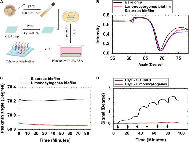 Formation and characterization of S. aureus biofilm on the gold sensor chip. (A) Schematic presentation of the culture-on-chip biofilm formation process. (B) Full angular spectrum of a clean gold surface (black line), S. aureus biofilm (blue line), and L. monocytogenes biofilm (red line) modified gold surface chip. (C) Contact angle change measurements when flowing PBS over the modified chip at 30 μl/min for 80 min to evaluate stability of biofilms. (D) SPR signal response for determining lysin adsorption on bacterial biofilm at increased concentrations of ClyF (black arrows from left to right mean 0.078, 0.156, 0.313, 0.625, 1.25, and 2.5 μM, respectively). “Signal” means change in Peakmin angle.