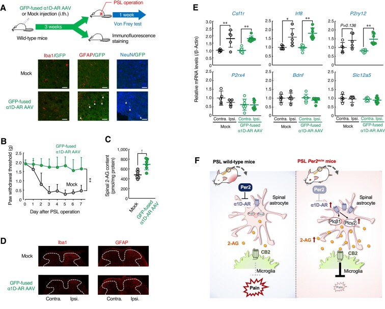 Spinal expression of α1D-AR alleviates the PSL-induced tactile pain hypersensitivity in wild-type mice. A) The upper panel indicates the experimental protocol. The below panel shows the localization of GFP-fused α1D-AR. Double immunofluorescence labeling of GFP-fused α1D-AR with Iba1, a marker of microglia; GFAP, a marker of astrocytes; and NeuN, a marker of neurons in the spinal slices of male wild-type mice at 3 weeks after intrathecal injection of GFP-fused α1D-AR AAV. GFP-tagged α1D-AR positive cells were double labeled with GFAP and NeuN are indicated by white arrows. Scale bar, 10 µm. B) The withdrawal threshold of ipsilateral hind paws of male PSL-wild-type mice injected with GFP-fused α1D-AR AAV. The PWT was assessed at ZT10. Values are shown as means with SD (n = 6–13). **; P < 0.01, significant difference between the two groups (group; F1,136 = 171.667; P < 0.001, day; F7,136 = 11.811; P < 0.001, interaction; F7,136 = 6.665; P < 0.001, two-way ANOVA with Tukey–Kramer's post hoc test). C) Spinal 2-AG content in male PSL-wild-type mice injected with GFP-fused α1D-AR AAV. The 2-AG content was assessed at ZT10. Values are shown with SD (n = 6). *P < 0.05, significant difference between the two groups (Student's t test). D) Microglia and astrocyte states in the contralateral (contra.) and ipsilateral (ispi.) spinal dorsal horn of PSL-wild-type male mice injected with GFP-fused α1D-AR AAV. Immunofluorescent staining with Iba1 or GFAP in the spinal cord at ZT10. The dorsal horn areas are surrounded by the dashed line. Scale bar, 10 µm. E) The mRNA levels of Csf1r, Irf8, P2ry12, P2rx4, Bdnf, and Slc12a5 in the contralateral (contra.) and ipsilateral (ispi.) spinal cord of male PSL-wild-type mice injected with GFP-fused α1D-AR AAV. The mRNA levels were assessed at ZT10. Values are shown with SD (n = 5–7). **P < 0.01, *P < 0.05, significant difference between the two groups (F3,20 = 14.422, P < 0.001 for Csf1r, F3,20 = 12.730, P < 0.001 for Irf8, F3,20 = 2.072, P = 0.1136 for P2rx4, F3,20 = 8.503, P < 0.001 for P2ry12, F3,20 = 0.547, P = 0.656 for Bdnf, F3,20 = 0.427, P = 0.736 for Slc12a5; one-way ANOVA with Tukey–Kramer's post hoc test). F) Schematic illustrating the underlying mechanism for the failure to PSL-induced tactile pain hypersensitivity in male Per2m/m mice. Up-regulation of spinal α1D-AR expression in Per2m/m mice increases 2-AG production through activation of Plcβ1 and Plcγ2. The 2-AG acts on the cannabinoid receptor 2 (CB2), which suppresses the PSL-induced tactile pain hypersensitivity.