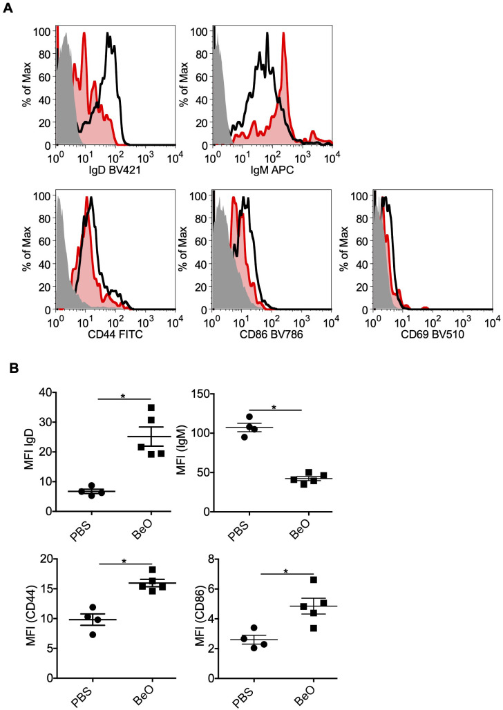 Phenotyping of tissue-specific B cells in the lungs of BeO-exposed HLA-DP2 Tg mice. Mice were sensitized and boosted with BeO (100 μg) on days 0, 1, 2, 14, 15, 18, and 19. (A) Lung B cell-surface expression of IgD (top left), IgM (top right), CD44 (bottom left), and CD86 (bottom right) were examined on day 21. The histogram represents FMO control (solid-grey), PBS (red), and BeO (black) groups. (B) Graph plots show the mean fluorescence intensity (MFI) of various molecules on the tissue-specific B cells. Data are representative of two independent experiments containing n=3-5 mice/group. Significance was determined by the Mann-Whitney t-test. P<0.05 (*) is considered statistically significant.