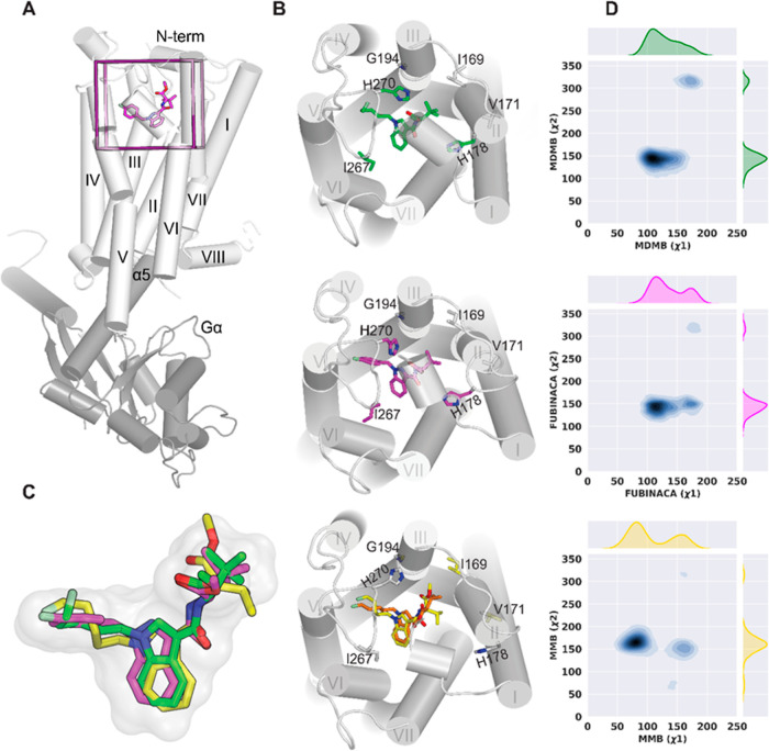 Ligands’ dihedral angle and binding pocket. (A) Zoom-out view of the receptor (gray) bound with Gαi (dark gray) and MDMB-FUBINACA (magenta). (B) Binding mode of 5F-MDMB-PICA (green), MDMB-FUBINACA (magenta), and 5F-MMB-PICA (yellow and orange) and their associated binding site residues that show differences in contact frequency between 5F-MDMB-PICA, MDMB-FUBINACA, and 5F-MMB-PICA. The residues that show differences are color-coded correspondingly. (C) Zoom-in view of the superimposed ligands in the binding site. They occupy the same region in the binding pocket, but 5F-MMB-PICA picks two distinct conformers for the head moiety. (D) 2D map of head moiety dihedral angles (Supporting Information Figure S1).