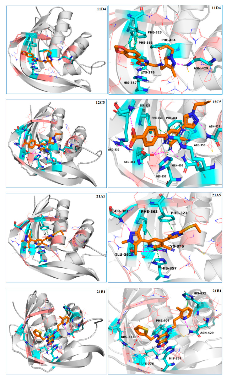 The molecular docking models of the cap-binding domain (CBD) of the PB2 complex with compounds 11D4, 12C5, 21A5, and 21B1. The CBD of PB2 derived from PDB 4P1U is represented with a gray cartoon. The ligands are shown as orange sticks; the amino acid residues within 4 Å of the ligand that participate in hydrogen bonds, salt bridges, π–π stacking, and cation–π stacking with the ligand are shown as cyan sticks; and other amino acid residues within 4 Å of the ligand are shown in pink. Hydrogen bonds are represented by dashed magenta lines, π–π stacking is represented by dashed forest-green lines, and salt bridges and cation–π stacking are represented by dashed red lines.