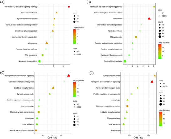 Top 5 most significantly altered downregulated pathways and biological processes in CB (A) and FC (B), and top 5 most significantly altered upregulated pathways and biological processes in CB (C) and FC (D). CB, cerebellum; FC, frontal cortex