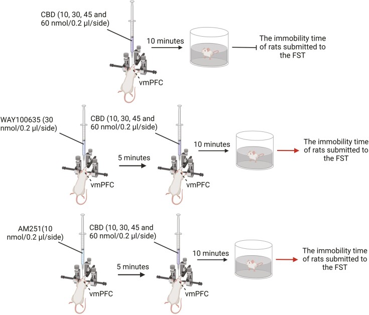 The acute antidepressant-like effect induced by CBD in rat vmPFC is mediated by both CB1 and serotonin receptor subtype 1A (5-HT1A) activation.107 Acute administration of CBD (microinjections) into the rat vmPFC at the doses of 10, 30, 45, or 60 nmol reduced the immobility time in the FST compared to the vehicle-treated group. In addition, pre-administration of AM251 (CB1 antagonist, 10 nmol/0.2 μL) or WAY100635 (30 nmol/0.2 μL) prevented CBD-induced antidepressant-like effects. Therefore, these data indicate that the acute antidepressant-like effect induced by CBD in the vmPFC of rats is mediated by both CB1 and 5-HT1A activation. The figure was generated using BioRender (Agreement number: VO27NE5HYF). CBD, cannabidiol; vmPFC, ventromedial prefrontal cortex.
