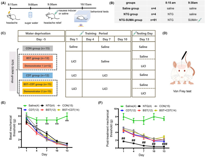 Experimental protocol for the establishment of a nocebo nausea model with different mechanisms. (A, B) The detailed time schedule of the training procedure for inducing migraine attacks and headache relief. (C) A schematic timeline diagram of administration plans for NTG‐SUMA rats in different nocebo mechanisms groups at 9:30 am, as a supplement to B. (D) A schematic draw of mechanical threshold measurements in Von‐Frey test. (E) Time course of basal mechanical threshold prior to NTG administration; two‐way ANOVA, F (5, 55) = 31.05, p < 0.001; Dunnett's multiple comparisons test, *p < 0.05; **p < 0.01, the saline group vs. all other groups. (F) Time course of post‐treatment mechanical threshold after SUMA administration; two‐way ANOVA, F (5, 55) = 23.4, p < 0.0001; Dunnett's multiple comparisons test, ## p < 0.01, ### p < 0.001, the NTG group vs. all other groups. Data are presented as mean ± SEM. ANOVA, analysis of variance; BST, bystander; CDT, conditioning; CON, control; NTG, nitroglycerin; SUMA, sumatriptan.