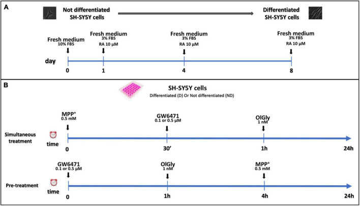 Differentiation protocol (A) and study design (B). (A) Proliferative SH-SY5Y cells were seeded and cultured in a medium supplemented with 10% FBS for 24 h for complete adhesion. After adhesion, RA differentiation was induced with the reduction of FBS to 3% and the addition of 10 μM of RA. (B) Study design of simultaneous treatment (upper panel) and pre-treatment (bottom panel) experiments in not differentiated and differentiated SH-SY5Y cells. For simultaneous treatment experiments (B, upper panel), SH-SY5Y cells were exposed to MPP+ 0.5 mM to induce neurotoxicity. GW 6471 (0.5 or 0.1 μM) and OlGly (1 nM) were added 30 min and 1 h, respectively, after MPP+ treatment. For the pre-treatment experiments (B, bottom panel), prior to MPP+ treatment, SH-SY5Y was incubated with GW 6471 for 1 h and then with OlGly for 4 h.