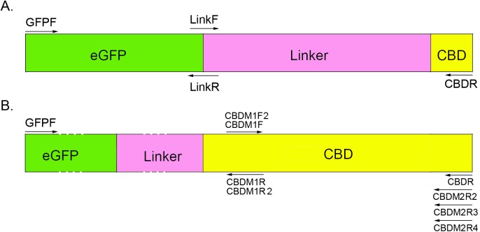 Schematic representation of the fusion expression of eGFP-Linker-CBD and the CBD mutant constructs.
