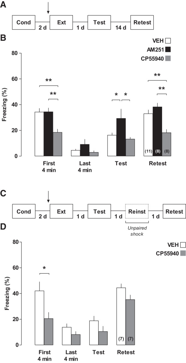 Involvement of the cannabinoid system in the RSC during contextual fear memory extinction. (A,C) Different behavioral procedures were used to assess memory extinction. (B) Fear-conditioned rats were bilaterally infused into the RSC with cannabinoid drugs 20 min before extinction training. Tests 1 and 2 were carried out 1 and 14 d later, respectively. CP55940 increased extinction and maintained fear response extinguished over time, whereas AM251 impaired memory extinction. (D) Fear reinstatement was observed in rats infused intra-RSC with CP55940 or their vehicle 20 min before extinction training. (*) P < 0.05 and (**) P < 0.01. Arrow indicates infusion time.