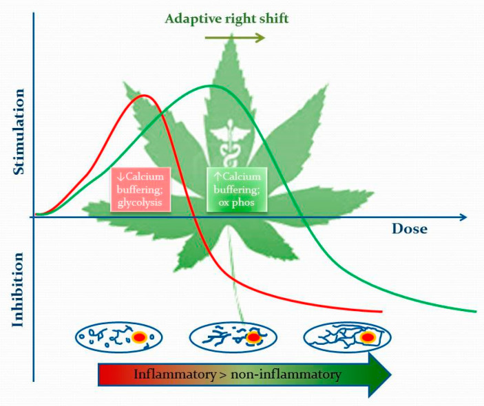 CBD in Dravet’s within the effective dose range. In more conventional terms, it may right shift the cellular biphasic response to stress by upregulation of cytoprotective pathways and enhancing mitochondrial calcium buffering. This moves the system away from an inflammatory vicious cycle towards a more robust phenotype that can deal with an inherent defect of metabolism due to a mutated sodium channel mutation. If, as we believe, cellular bioenergetics and cooperative electric fields are linked, then this could be viewed as a higher-level induction of homeostatic cooperation.