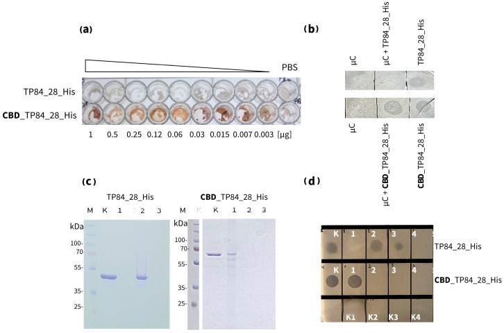 Interactions comparison of recombinant enzymes: endolysin TP84_28_His and CBD_TP84_28_His with µC. (a) The binding of TP84_28_His and CBD_TP84_28_His to µC in a 96-well plate using the detection of His-tag for Western blots (Method 2.2.3.1). Both proteins have a His-tag that is located at the C-terminus, which allows for the detection of the protein attached to the µC using anti-His antibodies. (b) A dot blot assay of endolysin activity using the host G. stearothermophilus strain 10. A control—µC and 1 × PBS dot—was applied, and µC complexes formed with each of the enzymes TP84_28_His and CBD_TP84_28_His, which were applied to the agar plate with spread G. stearothermophilus strain 10. (c) An SDS-PAGE comparative analysis of the formation of insoluble µC complexes with CBD_TP84_28 and with TP84_28_His. Lane M, PageRuler Plus Stained Protein Ladder; lane K, untreated TP84_28_His (left)/CBD_TP84_28 (right); lane 1, insoluble µC complex formed with TP84_28_His (left)/CBD_TP84_28_His (right); lane 2, supernatants of complex formation—unbound protein; lane 3, washing the supernatant of the complexes with 1 × PBS. (d) µC complex formed with each of the enzymes, TP84_28_His and CBD_TP84_28_His, which were applied to the agar plate with spread G. stearothermophilus strain 10 to measure µC complex activity; dot K, TP84_28_His/CBD_TP84_28_His; dot 1, formed and washed µC complexes with TP84_28_His/CBD_TP84_28_His; dot 2, supernatants of insoluble µC complex formation; dot 3, washes of the complexes with 1 × PBS; dots 4, first washes of the complex with water; K1, control of buffer R; K2, control of µC; K3, control of PBS; K4, control of buffer A.