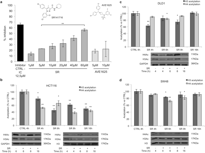 SR141716 inhibits HAT p300/KAT3B activity and decreases acetyl-histone amount in CRC cell lines. (a) Fluorometric assay of HAT p300/KAT3B activity performed with increasing doses of SR141716. Results were expressed as means ± SD of 3 independent experiments performed in duplicate and reported as percentage vs the enzyme control (one-way ANOVA, **p < 0.01 vs control). (b–d) Quantification of total acetyl-Histone H3 and H4 Histone extracts from CRC cell lines treated with SR141716 (10 μM, SR in the figure) or with the vehicle alone (CTRL) performed with ELISA assay (histograms). Values are shown as means ± SD (n = 3) and represent the percentage of total acetylation vs control (unpaired two tailed Student’s t-test, *p < 0.05 and **p < 0.01 vs control). Lower panels: western blot analysis of purified histones (b on the right) and total lysates from CRC cell lines (b on the left, c and d) performed with anti-H4 acetylated (AcSer1, AcLys5-8-12) or anti-H3 acetylated (N-terminus) antibodies. GAPDH and histone H3 were used as loading controls. Panels are representative of 3 independent experiments. Cropped blots from full-length gels are displayed in b, c and d.