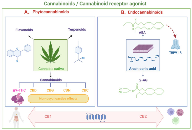 Cannabinoids derived from the cannabis sativa plant are known as phytocannabinoids, including the psychoactive component Δ9-tetrahydrocannabinol (Δ9-THC), cannabidiol (CBD), cannabigerol (CBG), cannabinol (CBN), and cannabichromene (CBC), which lack such effects. Flavonoids and terpenoids constitute other bioactive molecules contained in the plant; terpenoids are secondary metabolites with organoleptic properties that give them differential properties (A). Endocannabinoids (compounds produced naturally by the human body) belong to the eicosanoid group, and its two main representatives are anandamide (arachidonoyl ethanolamide-AEA), and 2-arachidonoylglycerol (2-AG), which act as cannabinoid receptor agonists. Both phytocannabinoids and endocannabinoids act on the cannabinoid receptors CB1 and CB2. CB1 receptors are widely distributed in the human body, with high expression in the central nervous system, while CB2 receptors are mainly found in the cells of the immune system (B).