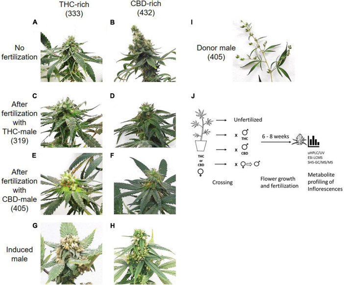 Study design. Differences in inflorescences between THC-rich and CBD-rich plants without (A,B) and after fertilization with either THC-rich male (strain 319) (C,D) or CBD-rich male (strain 405) (E,F) and their respective induced-male plants (G,H). (I) Representative image of a male donor plant (strain 405). To capture images, the plants were placed on the same white background and photographed individually. (J) Experimental design. Female Cannabis plants of two distinct types, THC- or CBD-rich chemovars, were subjected to fertilization by three different male Cannabis plants: THC- or CBD-rich plants, and an induced-male plant achieved by application of ethylene inhibitor. Female and male plants were incubated together for 6–8 weeks. The profile of their secondary metabolites was analyzed by UHPLC/UV and ESI-LC/MS for phytocannabinoids and SHS-GC/MS/MS for terpenoids.