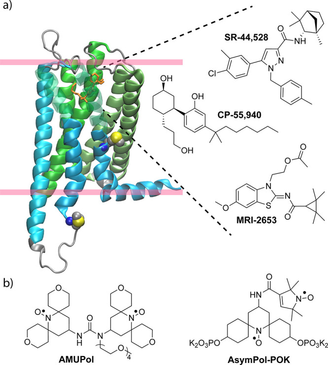 (a) Model of CB2 bound to the agonist CP-55,940 (orange) generated from PDB ID: 6PT0. The structure of CP-55,940 is shown together with the other two ligands used in this study: the antagonist SR-44,528 and MRI-2653, which act as partial agonists or partial inverse agonists, depending on the cholesterol content of the membrane. The unique pairs chosen for isotope labeling, M237R238 in ICL3 and M293V294 in TM7, are shown in a sphere representation. Pink bars indicate the position of the lipid headgroup region. (b) Polarizing agents: AMUpol and AsymPol-POK.