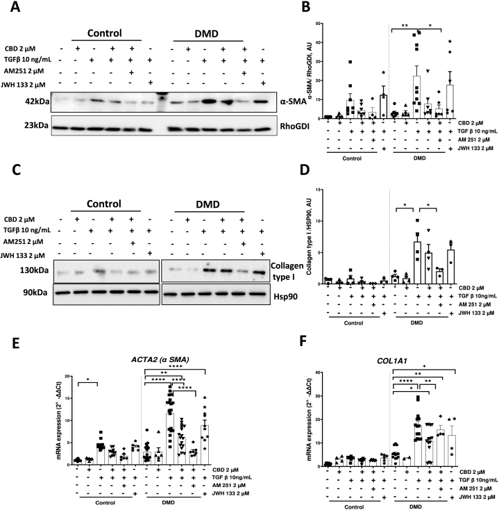 CB1R and CB2R involvement in CBD-mediated modulation of TGF-β–induced profibrotic markers in hiPSC-cFib.(A–B) Representative western blot and quantification of α-SMA in hiPSC-cFib from healthy controls and DMD patients treated with CBD (2 μM) in the presence of TGF-β (10 ng/mL, 24 h) and CB1/CB2 modulators (2 μM AM251 or 2 μM JWH133, 24 h).Data are presented as mean ± SEM from n = 3 healthy donors and n = 3 DMD patients with technical replicates of biological sample obtained from independent hiPSC-cFib differentiation batches. Statistical differences between treatments in control and DMD groups were determined using a non-parametric one-way ANOVA. *P < 0.05, **P < 0.01.(C–D) Representative western blot and quantification of collagen type I protein expression under the same conditions. Data are presented as mean ± SEM from n = 3 healthy donors and n = 3 DMD patients with technical replicates generated from independent hiPSC-cFib differentiation batches. Statistical differences between treatments in control and DMD groups were determined using a non-parametric one-way ANOVA. *P < 0.05.(E–F) mRNA levels of ACTA2 (α-SMA) (E) and COL1A1 (F) in hiPSC-cFib from control and DMD patients treated under the same conditions. Data are presented as mean ± SEM from n = 3 healthy donors and n = 3 DMD patients, with technical replicates of the biological samples obtained from independent hiPSC-cFib differentiation batches. Statistical differences between treatments in control and DMD groups were determined using a non-parametric one-way ANOVA. *P < 0.05, **P < 0.01, ****P < 0.0001.