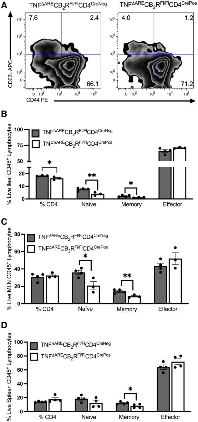 Figure seven is four panel figure that extends the flow cytometric evaluation of the inflamed tissues further with a representative zebra plot of CD44 on the x axis vs CD62L (L-selectin) measured on the y axis from inflamed ilea with or without CD4+ T cells that express CB2R. Panel B innumerates the proportion of co-expression of those two markers, divided into double positive central memory T cells, CD62LHigh CD44Neg naïve T cells and CD44High CD62LNeg effector T cell subsets. The memory and naïve populations were signficantly decreased in the lamina propria of mice lacking CB2R with similar results in the MLN (Panel C) . In contrast, splenic T cells saw decrease in central memory T cells only with other populations unchanged.