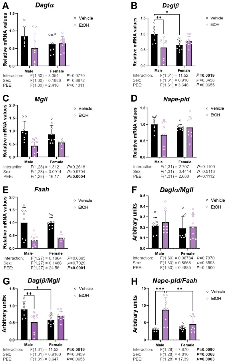 mRNA expression of the endocannabinoid enzymes Daglα (A), Daglβ (B), Mgll (C), Nape-pld (D), and Faah (E), and the ratios Daglα/Mgll (F), Daglβ/Mgll (G), and Nape-pld/Faah (H) in hippocampal astrocytes from 3×Tg-AD offspring of both sexes born to control and PEE mothers. Data are expressed as the mean ± S.E.M. (n = 5–9). Relevant p values from the two-way ANOVA are shown below each graph, with significant p-values highlighted in bold. Tukey’s test: */**/*** p < 0.05/0.01/0.001. See also effect sizes in the Supplementary Table S2.