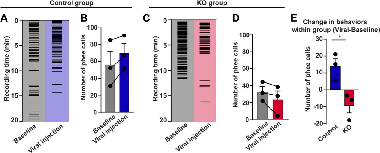 Decreased social desire for vocal communication in CB1R knockout marmosets.A, C, Example raster plots of phee calls during vocal recordings before virus injection and after virus injection in a control (A) and a KO (C) marmoset. B, D, Five-day average number of phee calls before and after virus injection in control (B) and KO (D) groups. n = 3, two-tailed paired t-test, t(2) = 3.058, P = 0.0923 (B); t(2) = 0.1793, P = 2.031 (D). E, Comparison of changes in phee calls between control and KO groups. n = 3 marmosets in each group, two-tailed unpaired t-test, t(4) = 3.598, P = 0.0228. * P < 0.05; data are mean ± SEM.Figure 4-figure supplement 1 was related. Source data were provided in figure 4-source data 1 and 2.