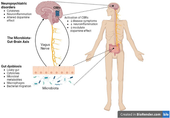Role of the microbiota-gut-brain axis in CNS disorders. There is a bidirectional communication between the gut microbiota and the brain through the vagus nerve. Gut dysbiosis may play a crucial role in neural development, neurotransmission, neuroinflammation, and changes in neurotransmitter function, which in turn contribute to the pathogenesis of neuropsychiatric, and neurodegenerative diseases. Cannabinoid ligands targeting central cannabinoid receptors might be used in the treatment of Parkinson’s disease, drug addiction, or schizophrenia. CBRs, cannabinoid receptors.