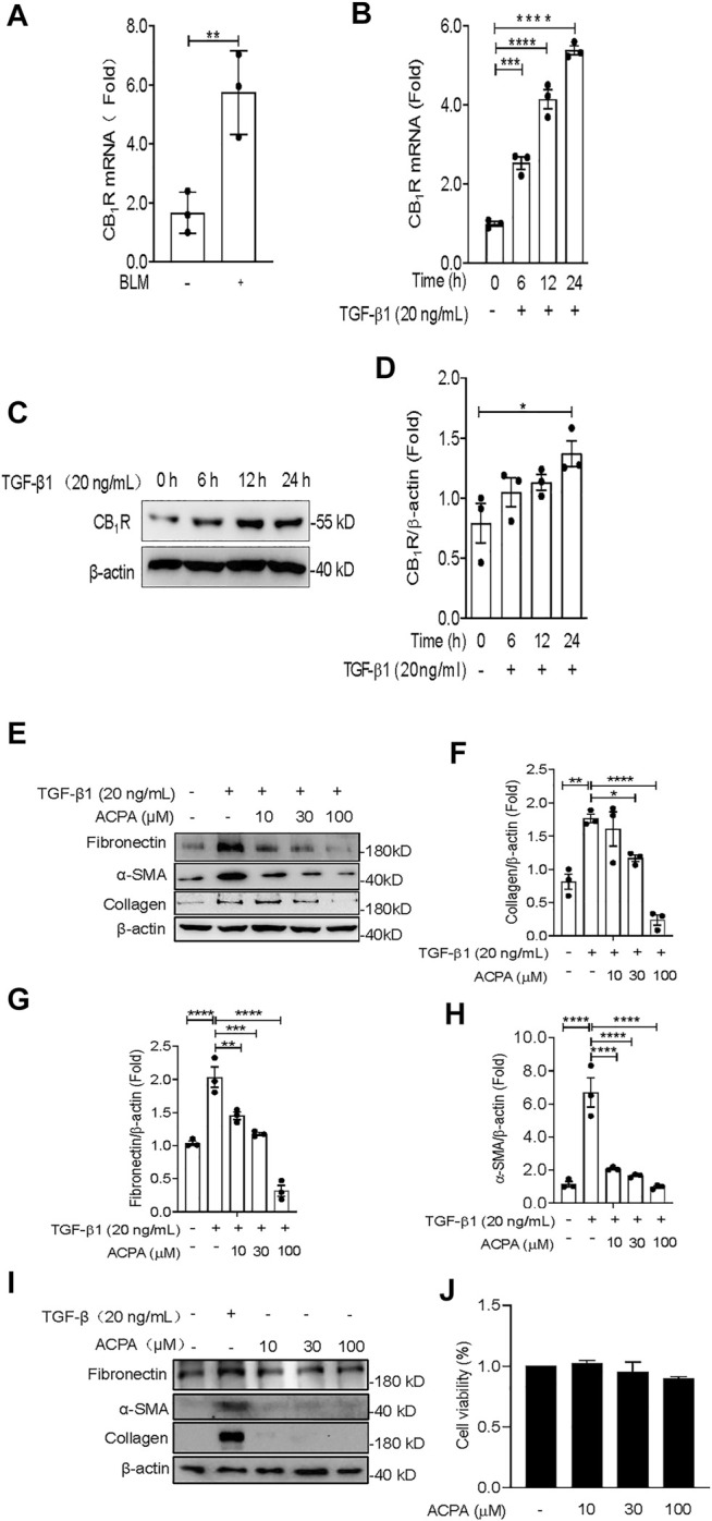 ACPA inhibited the expression of ECM proteins in TGF-β1-challenged primary lung fibroblasts. (A) The mRNA levels of CB1R in lung fibroblasts from normal control mice or the pulmonary fibrosis model mice treated with BLM (1.4 U/kg, i.t.). (B) The mRNA levels of CB1R in primary mouse lung fibroblasts pretreated with TGF-β1 (20 ng/ml). (C) Western blots for CB1R protein in primary mouse lung fibroblasts pretreated with TGF-β1 (20 ng/ml). (D) Quantification of CB1R proteins normalized to β-actin. (E) Western blots for ECM protein collagen, fibronectin, and α-SMA in TGF-β1-challenged primary lung fibroblasts. Primary mouse lung fibroblasts were treated with vehicle or ACPA (10, 30, 100 μM) followed by TGF-β1 stimulation for 24 h. Quantification of collagen (F), fibronectin (G), and α-SMA (H) proteins normalized to β-actin were analyzed by ImageJ software. (I) Western blots for ECM protein collagen, fibronectin, and α-SMA in primary lung fibroblasts treated with ACPA (10, 30, 100 μM) alone for 24 h. (J) The viability of fibroblasts after treatment with ACPA (10, 30, and 100 μM) alone for 24 h in MTT Cell viability assay. Data shown are mean ± SEM from three independent experiments. *p < 0.05, **p < 0.01, and ***p < 0.001.
